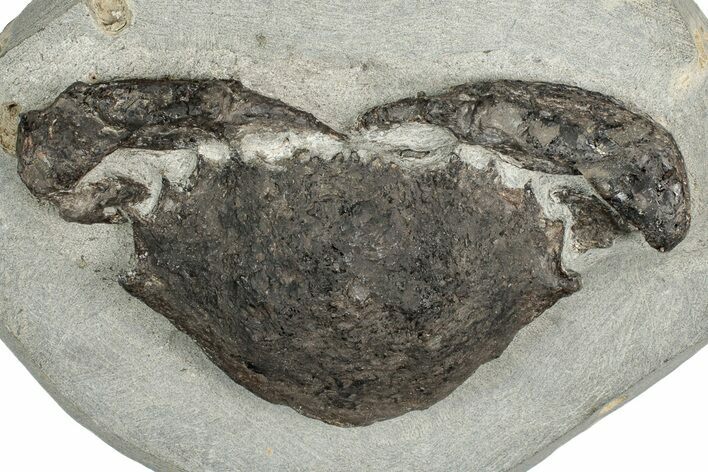 Eocene Fossil Crab (Meandercampus) - Washington State #349494